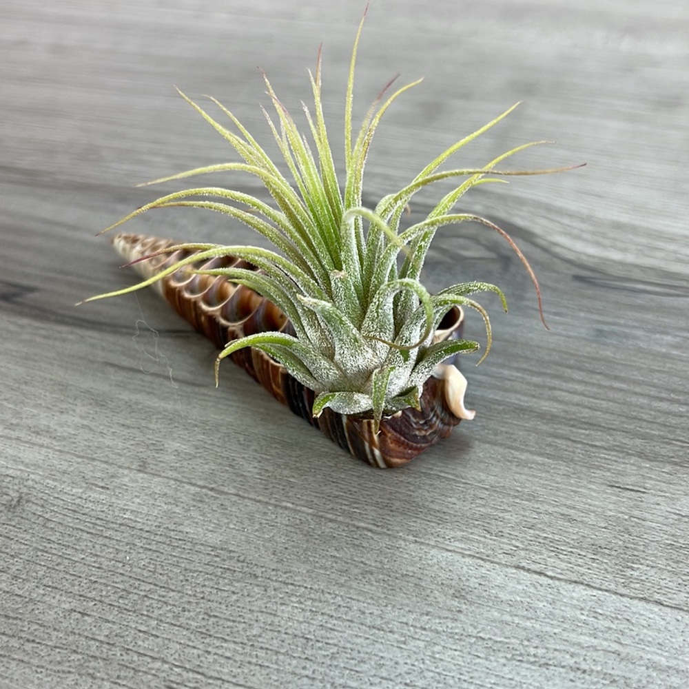 🔆AIR PLANT BUDDY🔆 WITH REAL SEA SHELL HAND MADE AND UNIQUE - Picture 10 of 13